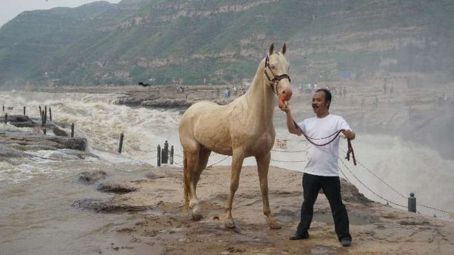 Đại gia Trung Quốc chi 300 triệu USD mua giống ngựa 'mồ hôi đỏ như máu'