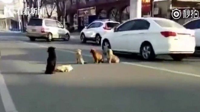 Tình bạn đáng ngưỡng mộ của những chú chó đi lạc: Hình ảnh khiến nhiều người suy ngẫm