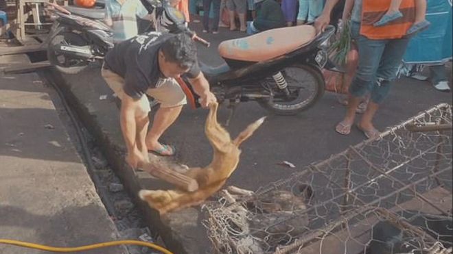 Thảm cảnh hàng nghìn chú chó bị giết thịt mỗi tuần tại Indonesia