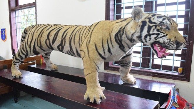 Dừng xe khách phạm luật, phát hiện bộ da hổ nhồi bông vận chuyển trái phép