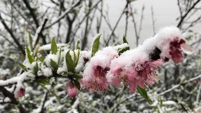 'Châu Âu thu nhỏ' ở Sa Pa khi tuyết rơi dày đặc