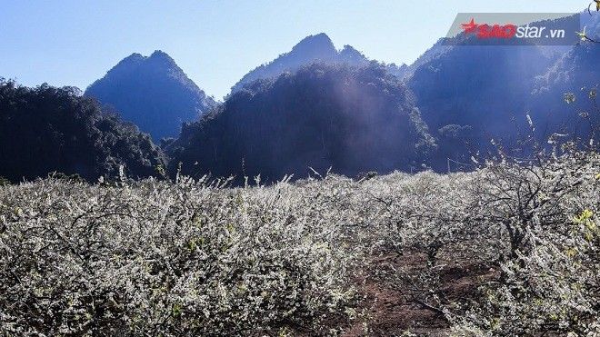Hoa mận nở trắng trời, còn chần chừ gì nữa mà không xách ba lô lên và đi đến Mộc Châu!