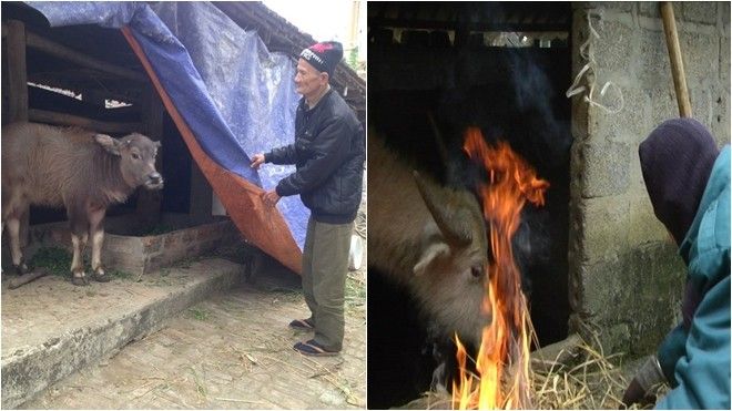 Trời cực rét, nhiệt độ hạ thấp còn -1,6 độ C, người dân miền núi cấp tập tìm cách bảo vệ trâu bò