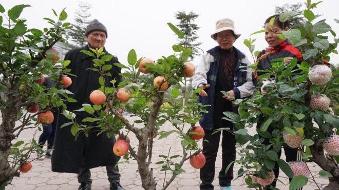 Táo bonsai Trung Quốc 'độc lạ' giá 3 triệu chơi Tết ở Hà Nội
