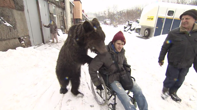 'Ngọt lịm tim' trước hình ảnh gấu đi bằng hai chân, đẩy xe lăn cho huấn luyện viên