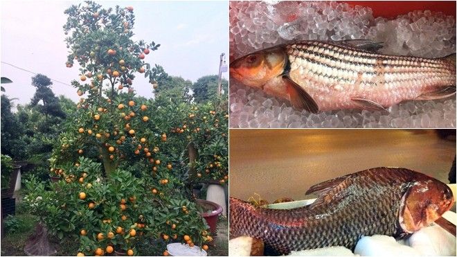 Đại gia Việt vung tiền tiêu Tết: Chi trăm triệu mua cá 'khủng', đổi cả cây vàng lấy quất cảnh trưng bày
