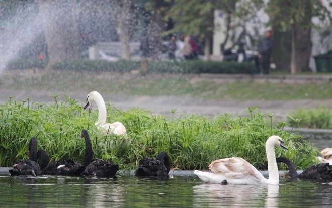 Bị vây lưới bắt sau khi thả xuống hồ Gươm, đàn thiên nga được đưa về hồ Thiền Quang