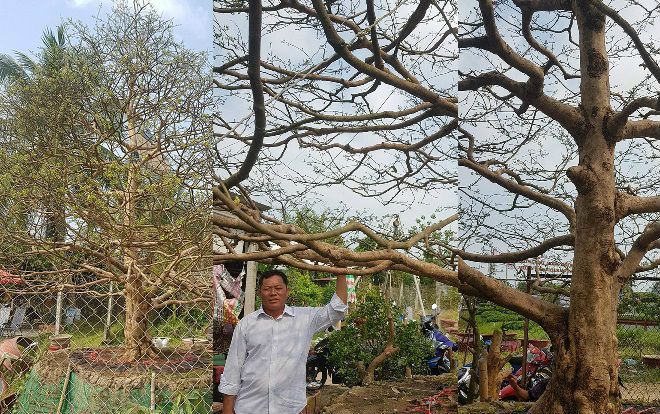 Cận cảnh 'lão mai' 90 năm tuổi được rao bán 1,6 tỉ đồng ở Cần Thơ