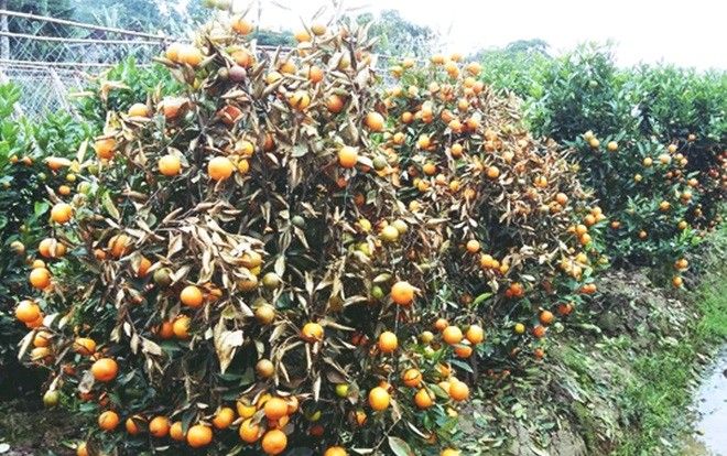 Người hàng xóm 'đầu độc' 400 gốc quất cảnh Tết lãnh 30 tháng tù