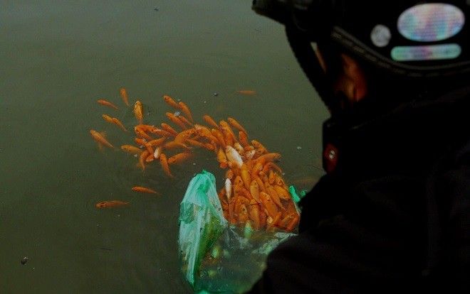 Tiễn ông Công ông Táo về trời, người dân mang hàng cân cá chép vàng ra hồ Tây phóng sinh