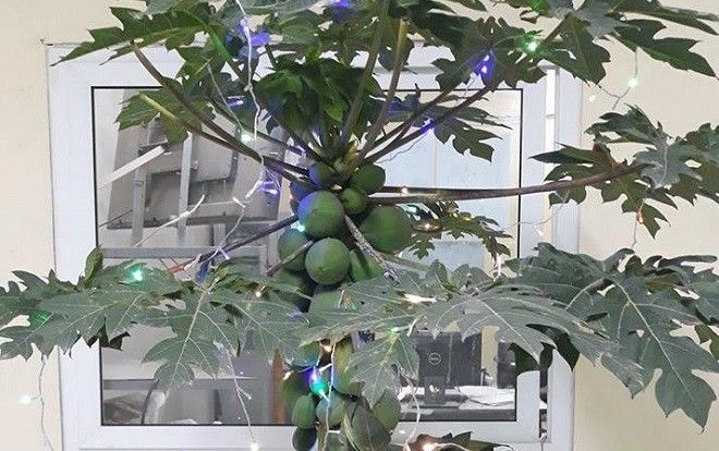 Đào và quất xưa rồi, giờ phải mua cây đu đủ chơi Tết