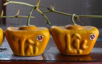 40 cặp dưa hấu thỏi vàng, giá cực khủng của lão nông miền Tây