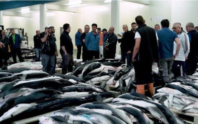 Tết Nguyên đán 'nóng' vì vi cá mập