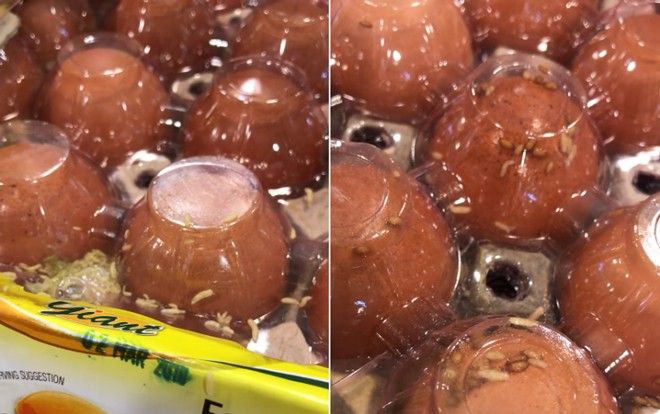 Rùng mình giòi bò lúc nhúc trong khay trứng ở siêu thị