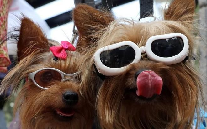 Hội FA ghen tị chưa, thú cưng cũng có Valentine đây này