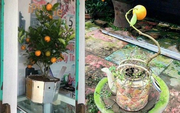 Tết đến rồi, có chậu cây 'chất' như này để trong nhà thì 'may mắn' lắm đây!
