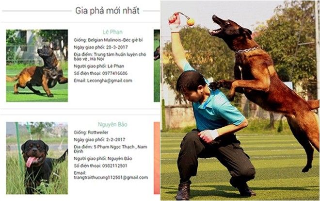 Võ sư karate lập gia phả cho 5000 con chó