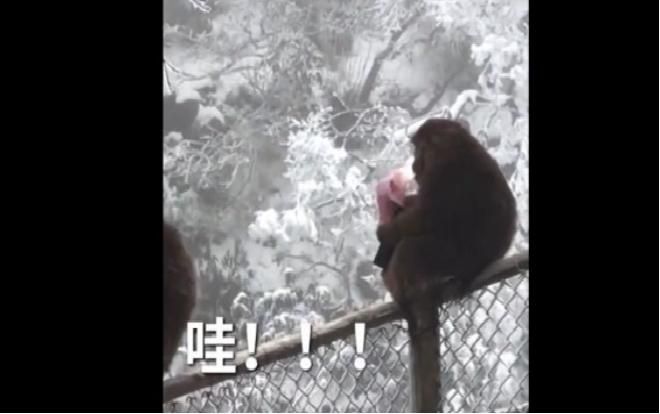 Bật cười cảnh khỉ tinh quái lục tiền trong ví du khách rồi tung vào không trung
