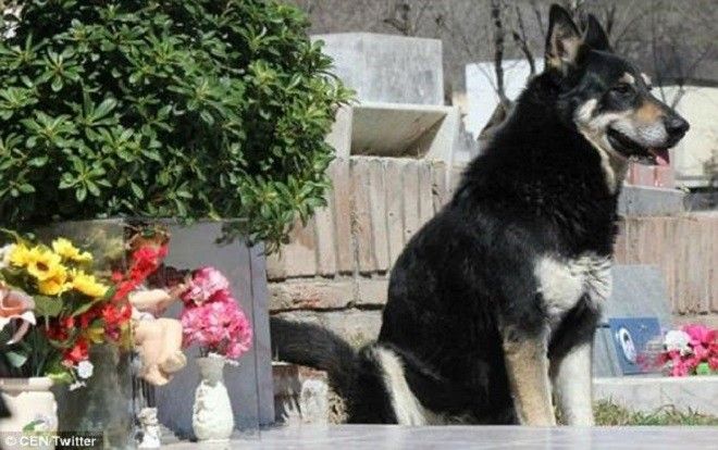 Sau 11 năm âm dương cách biệt, cuối cùng chú chó 'trung thành nhất thế giới' cũng được đến bên chủ
