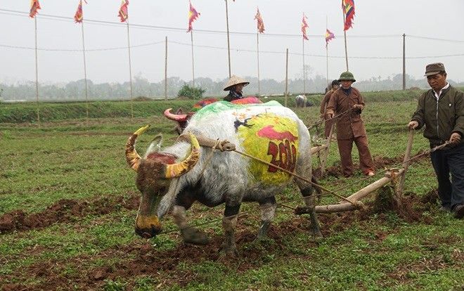 Tận mắt chiêm ngưỡng 10 con trâu được họa sĩ vẽ sặc sỡ tham gia lễ hội Tịch điền