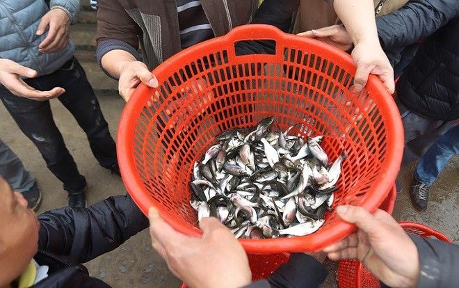 Hơn 5 tấn cá được thả xuống sông Hồng trong dịp lễ phóng sinh