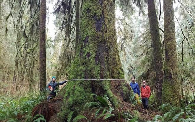 Loài cây 'cô đơn' nhất thế giới ẩn chứa những câu chuyện sinh tồn