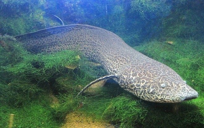 Kỳ lạ loài cá sống vài năm trên cạn mà không chết