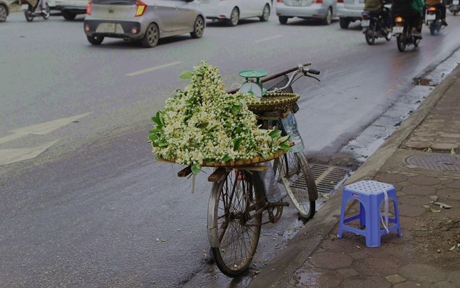 Giữa những ngày mưa phùn tí tã, có một niềm vui mang tên mùa hoa bưởi 'thơm từng cơn gió'