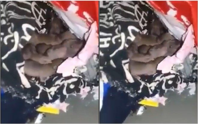 Trở lại phòng trọ sau Tết, nữ sinh tá hỏa phát hiện cả một bầy chuột mới sinh trú ngụ trong tủ quần áo