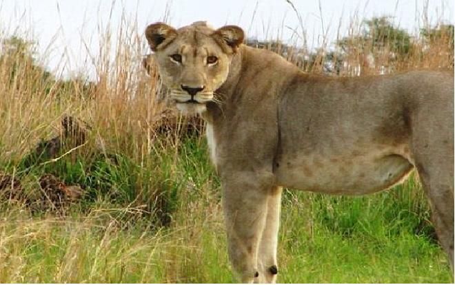 Nữ du khách bị sư tử tấn công dữ dội rồi tử vong tại chỗ