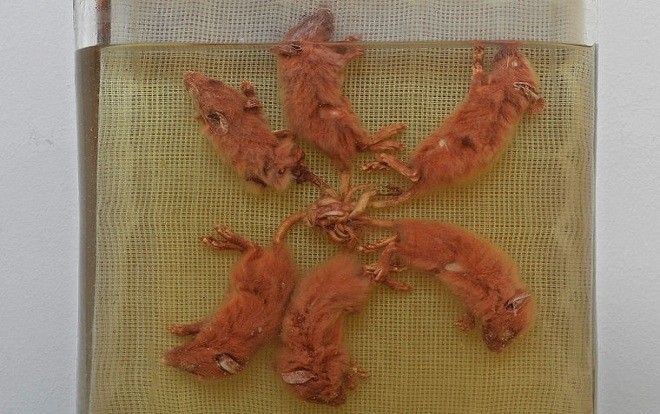 Hiện tượng ‘vua chuột’: Bí ẩn kinh dị và nỗi ám ảnh khiến ai nhìn thấy cũng rùng mình
