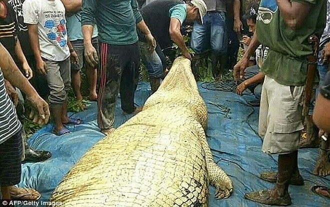 Mổ bụng cá sấu khổng lồ dài 6m, kinh hãi phát hiện tay và chân của người đàn ông