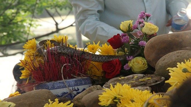 Thả rắn nước được đồn thổi 'rắn thần' trên mộ vô danh ở Quảng Bình về tự nhiên