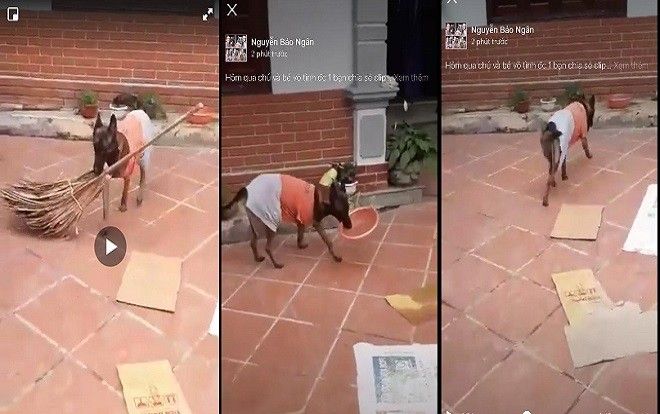 Clip chú chó thông minh có thể làm mọi thứ theo yêu cầu của chủ gây xôn xao