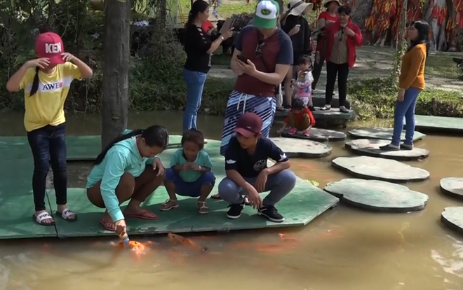 Hơn 1.000 con cá chép tranh nhau bú bình ở Khánh Hòa