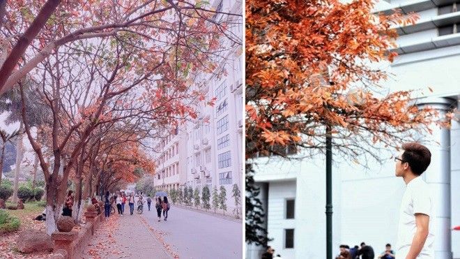 Sinh viên các trường đổ về ĐH Bách Khoa Hà Nội để chụp ảnh 'sống ảo'… mùa lá rụng