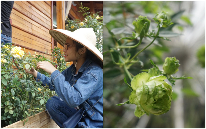 Cận cảnh hàng nghìn gốc hoa hồng thật được trưng bày tại lễ hội Bungaria