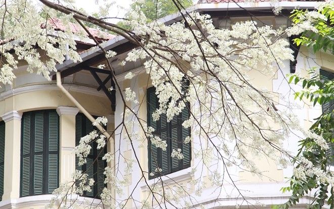 Còn gì tuyệt vời hơn nếu tháng 3 được ngồi sau xe người thương, vi vu qua phố phường ngắm hoa sưa bung nở trắng xóa