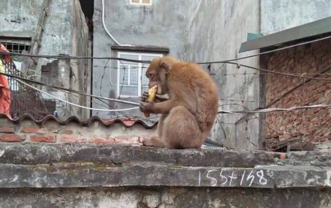 Hàng trăm người gặp phiền toái vì bị khỉ hoang quậy phá
