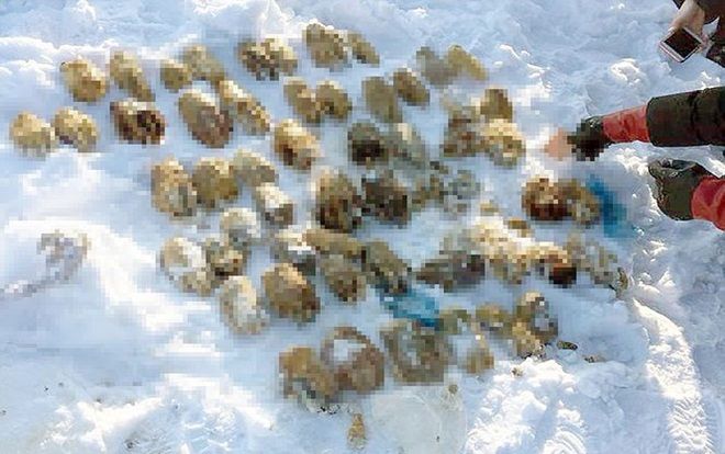Phát hiện 54 bàn tay người vùi dưới tuyết trắng