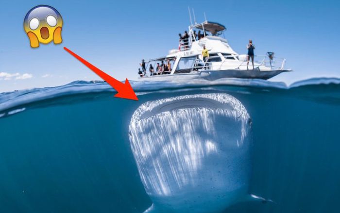 Sự thật đằng sau tấm hình cá mập khổng lồ bơi ngay dưới thuyền gây sốt trên Internet
