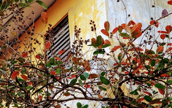 Ngắm Hà Nội đẹp xao xuyến giữa những ngày 'phố không mùa'