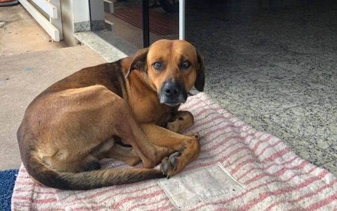 Chú chó nằm chờ người chủ quá cố trước cửa bệnh viện ròng rã 4 tháng