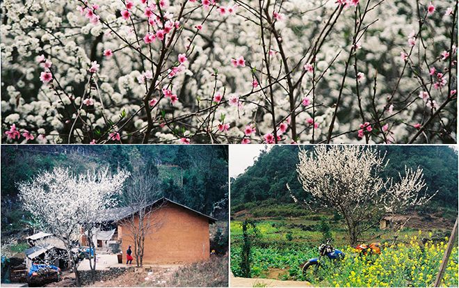 Ngắm sắc hoa mận, đào gây 'nghiện' trên cao nguyên đá Hà Giang
