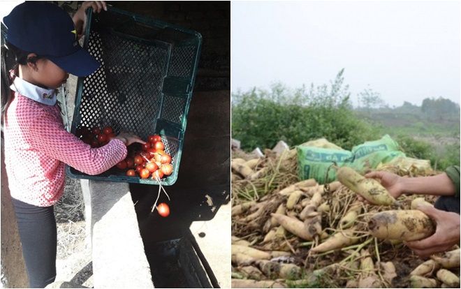 Nhói lòng chứng kiến loạt thảm cảnh rớt giá: Hết hoa ly, củ cải rồi lại đến cà chua trở thành rác thải, thức ăn cho vật nuôi