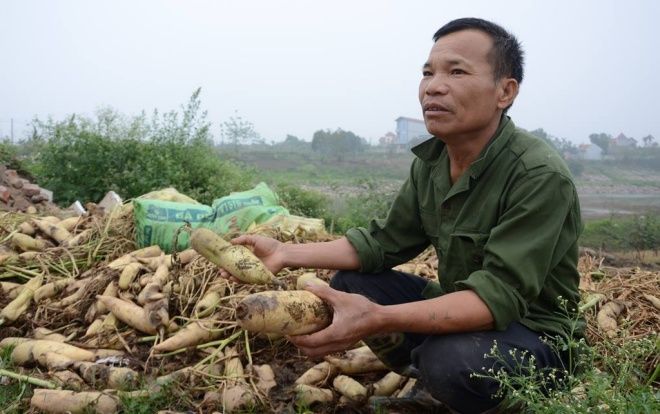 Bộ Nông nghiệp chỉ đạo khẩn trương kiểm tra rau, củ bị vứt bỏ vì nông dân không bán được