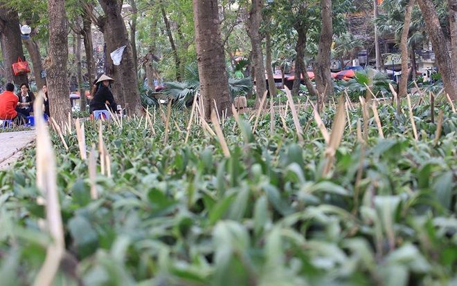 Bảo vệ hoa quanh hồ Giảng Võ, Hà Nội cắm chông tre nhọn hoắt như mũi tên khiến người dân phản ứng