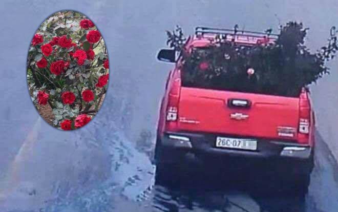 Vụ cây hoa hồng cổ 20 năm tuổi bị đánh cắp: Xe bán tải màu đỏ bị nghi ngờ không liên quan đến vụ việc