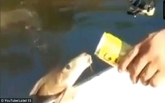 Khoảnh khắc cá uống bia như con người