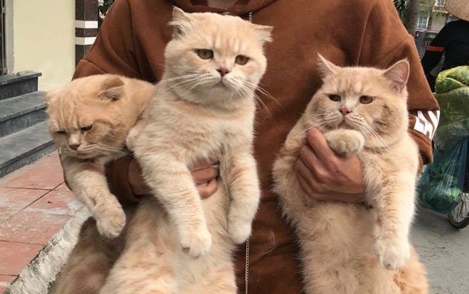 Lộ diện đàn con của chú mèo tên 'Chó' nổi tiếng khắp Hải Phòng, đứa nào cũng 'đẹp trai' giống bố!
